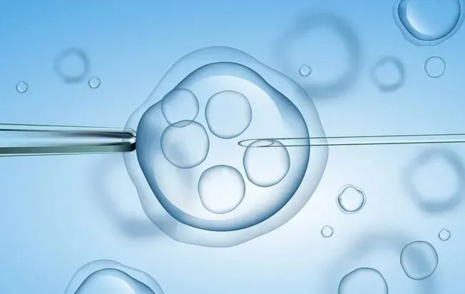 试管婴儿胚胎移植时间确定流程